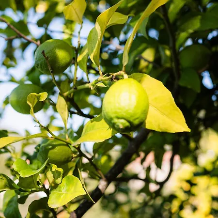 Quinta Do Assento Dom wakacyjny *