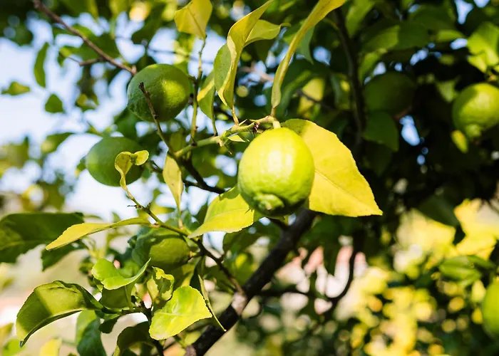 Quinta Do Assento 펜션 *